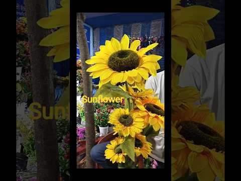 Sunflower🌻#flowers #garden #youtubeshorts #srilekhalyfstyle