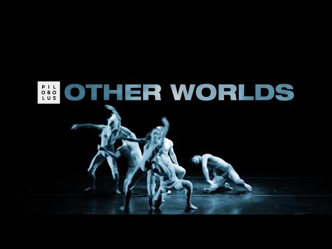 Pilobolus