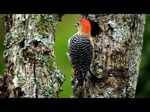 Forest Bird Sounds Spectacular Morning Bird Song