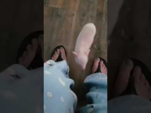 Norma Jean The Prettiest Queen Pet Pig