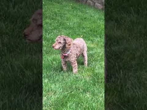 BUSTER, an adopted Poodle in Lincoln, NE_image-1