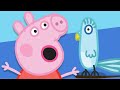 Peppa Pig Season 1 Episode 4 Polly Parrot Cartoons For Children