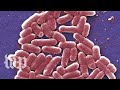 E Coli Infections Are Gross Here Are 5 Facts You Can T Unlearn About Them