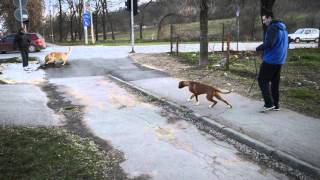 Christina vom Würfelhof on the street with an unknown dog...5 months old