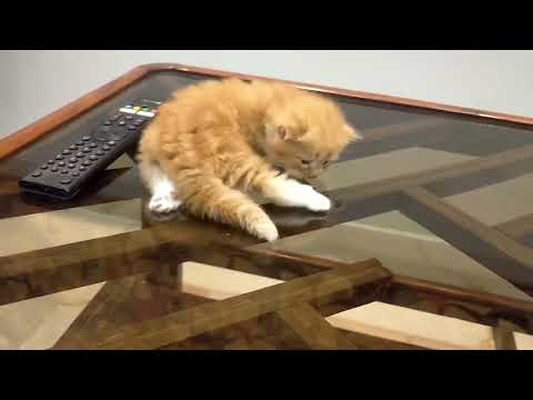 Orro little kitten 1st time on glass table || Cute Kitten ...