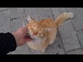 You Will Be Amazed By The Cute And Long Haired Orange Cat
