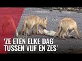 Vossenmoeder met vijf jongen in Noord