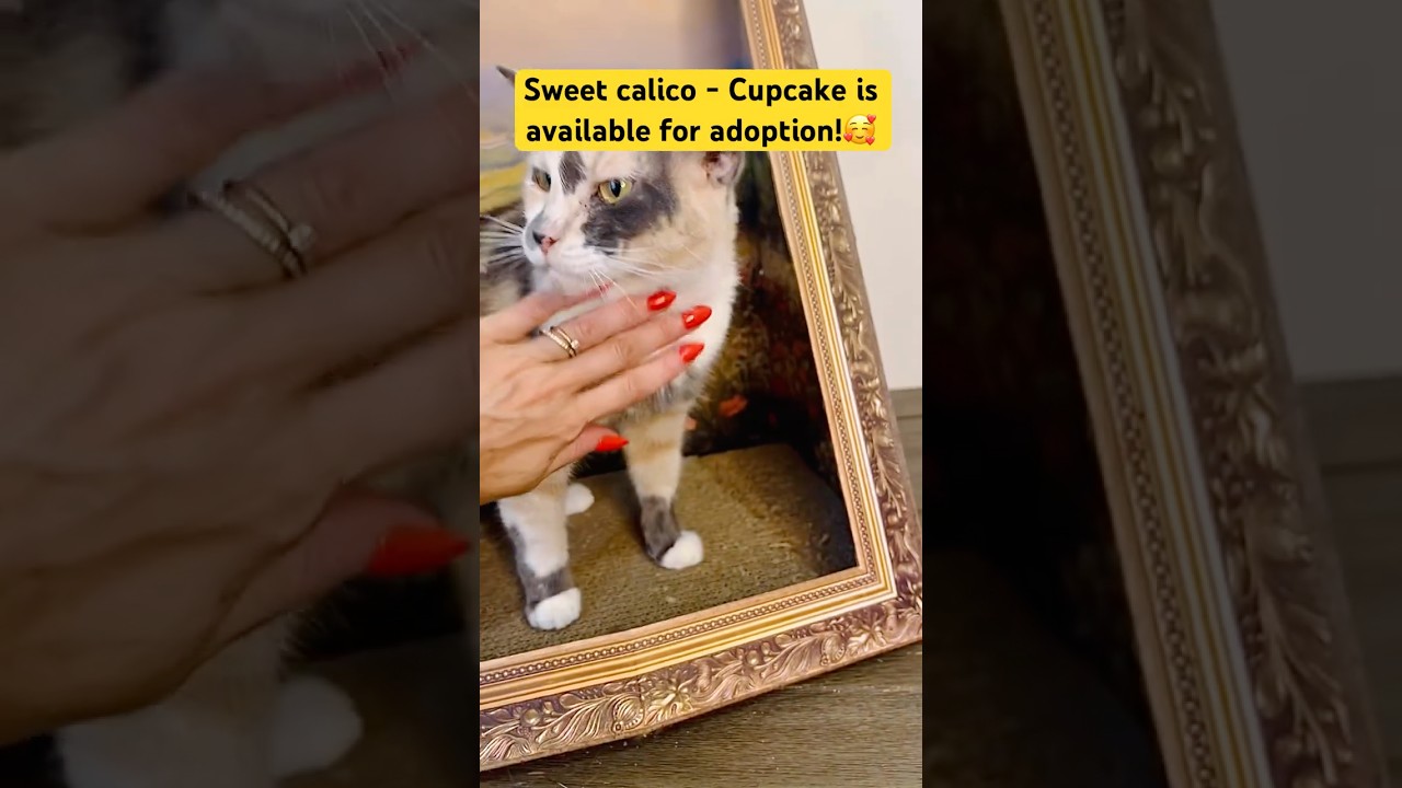 Cupcake, a Adoptable American Shorthair in Fort Pierce, FL video 5/5