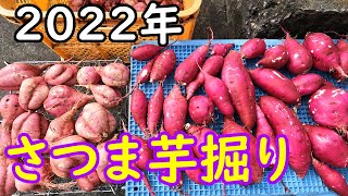 サツマイモを掘る1987年生まれの男