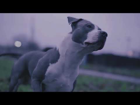 Neispavani - Lutalice [VIDEO]