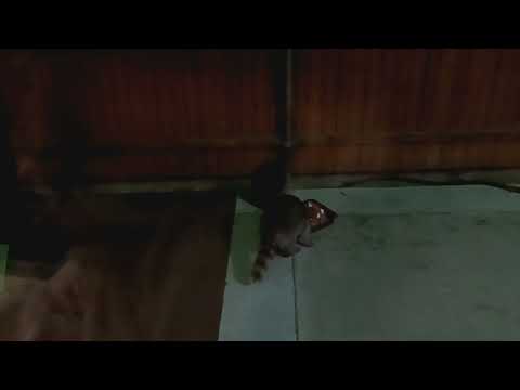 Raccoon 🦝 feeding and fighting