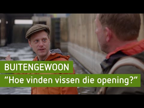 Wat zwemt er door de vistrap in Doesburg? | BuitenGewoon