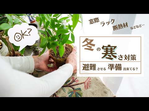冬に植物を雪から守るにはどうすればよいですか？寒さや霜によるダメージを防ぐ4つのヒント  庭園