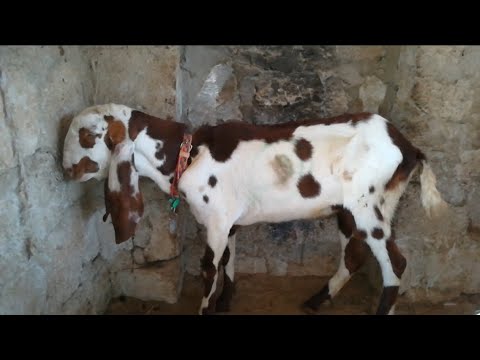 , title : 'How to control PPR pest des petitis ruminants outbreak in goats and sheep Dr Murtaza Khalil ANIMALS'