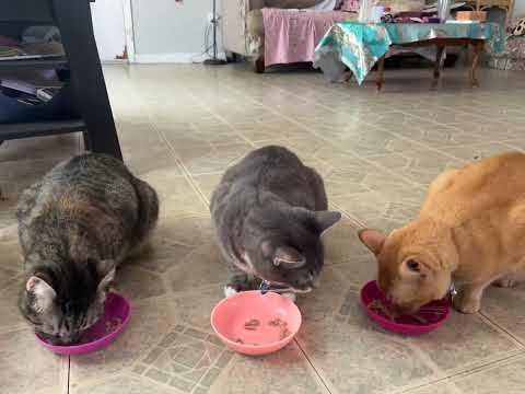 Lunch is served 🐟