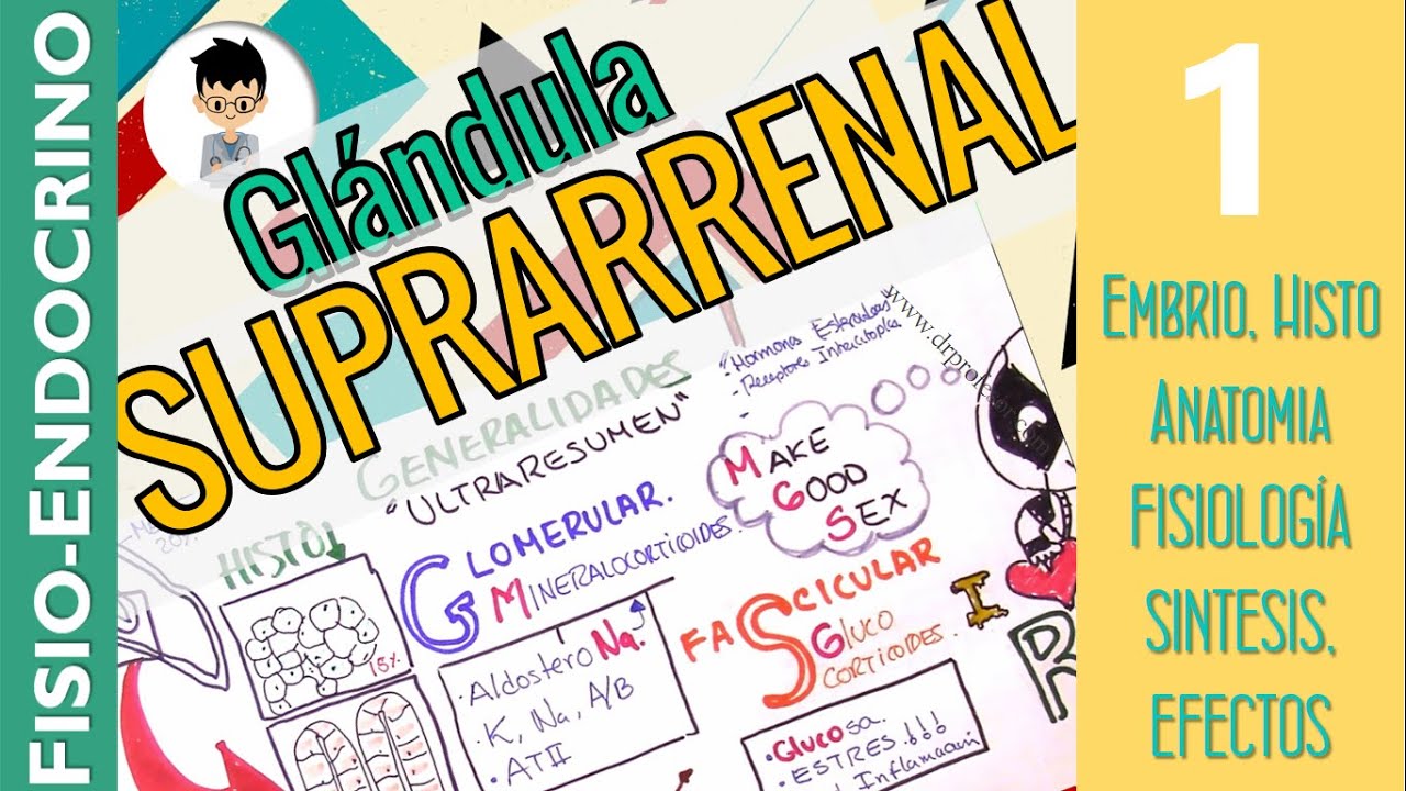 FISIOLOGÍA DE LA GLÁNDULA SUPRARRENAL, CORTISOL, Completo.!! embrio, anato, histo |Fisio Endocrino|1