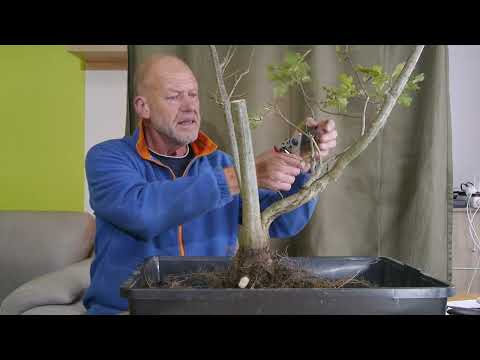 Die 3-Stamm-Eiche! Jetzt seid ihr auch gefragt!