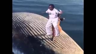 WHALE BOARDING MADEINTYO