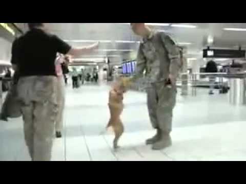 ﺳﮕﻲ ﻛﻪ ﺑﺎ ﺩﻭ ﭘﺎ ﺭاﻩ ﻣﻴﺮﻭﺩ