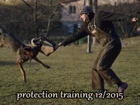 Chester z Jukasu - protection training - 20 months