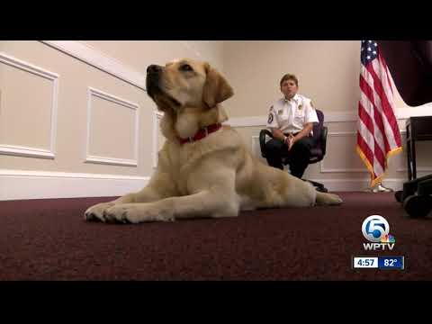Golden Retriever Cammy:  newest member of St. Lucie County Fire District
