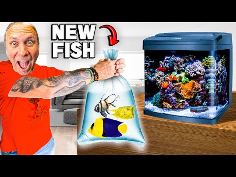 Getting New Fish For My Salt Water Aquarium!