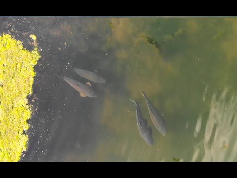 Guide to Carp Fishing  Spot Finding and Fish Locating S1E3
