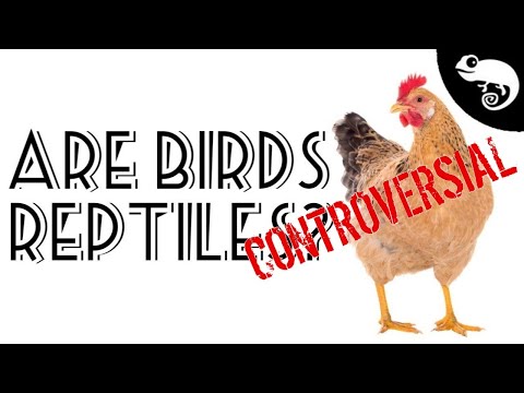 Birds Are Reptiles?
