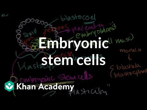 Embryonic Stem Cells: Early Development