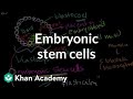 Embryonic stem cells | Cells | MCAT | Khan Academy