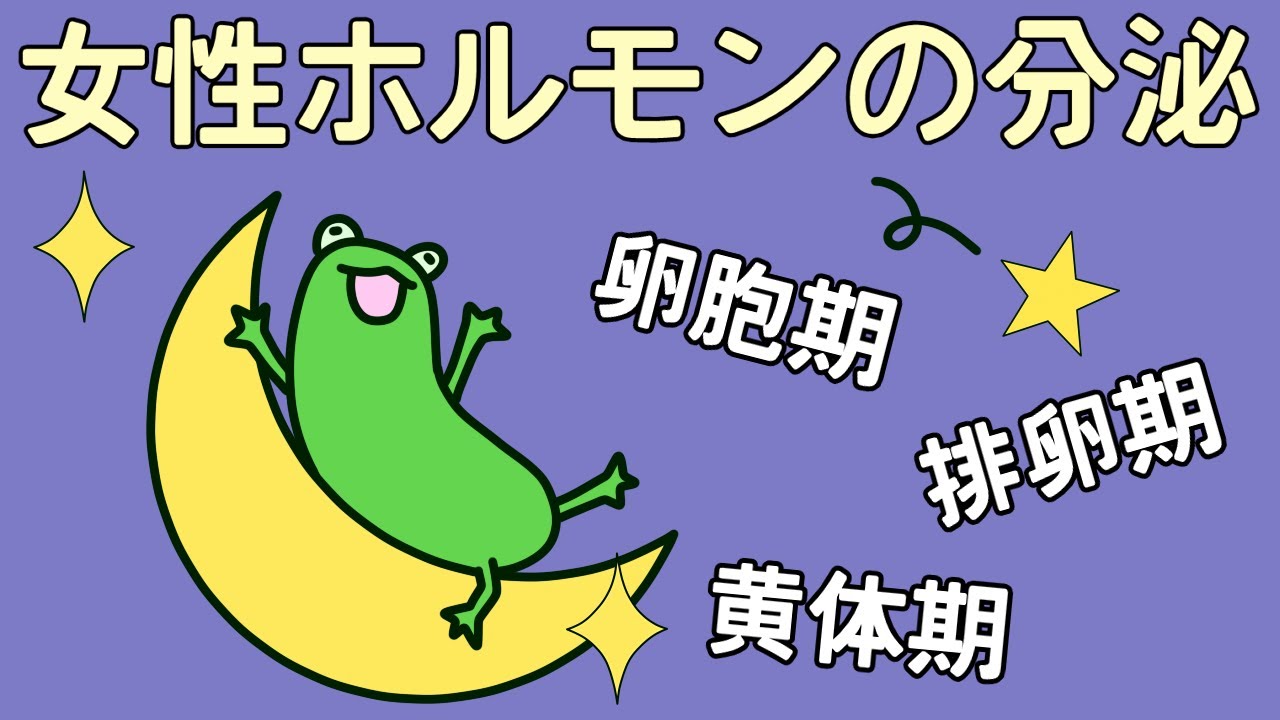 【管理栄養士²の事情】　女性ホルモンの分泌　【解説】