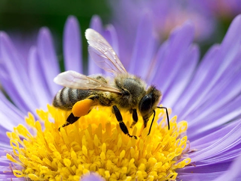 Bienenhaltung, Vermehrung
