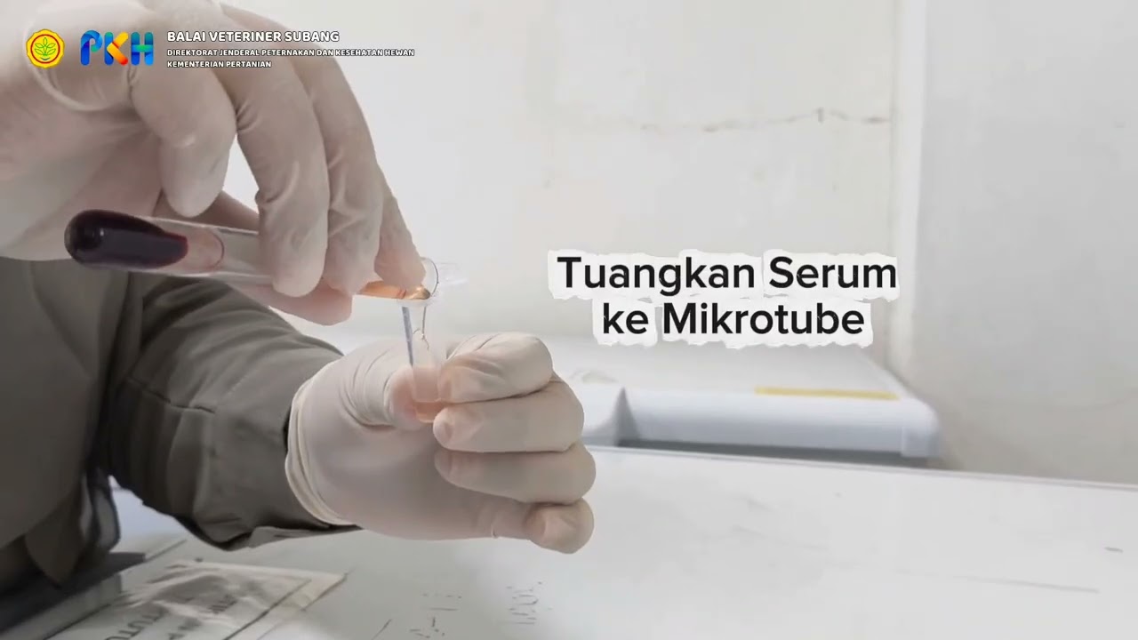 Pengambilan Sampel Sapi