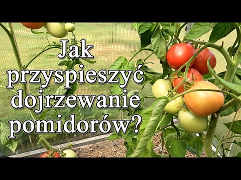Jak przyspieszyć dojrzewanie pomidorów? - Ogrodowe pierdamony 171