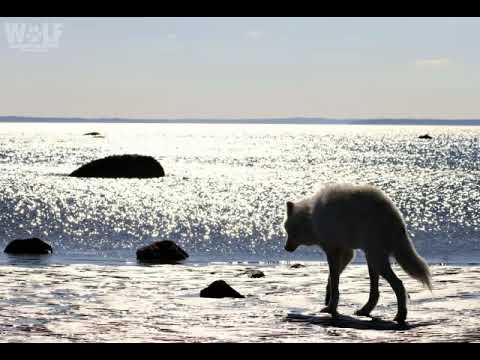 Moveon x Veason x Cybulski - Jim Beam