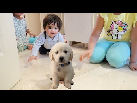 ARMAAN GOT A PUPPY DOG! 🐶 💩Indian Mom Gurmeet kaur #445