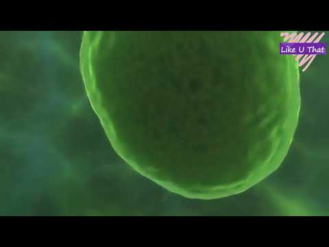 Travel deep inside a leaf , for science