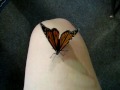 Pet Monarch Butterfly