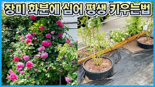 장미 화분에 심어 분갈이 없이 평생 키우는법!! 이건 꼭 따라해 보세요!! ※그냥 심는거 아님!!