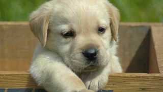 London Calling - Michael Giacchino (cover)