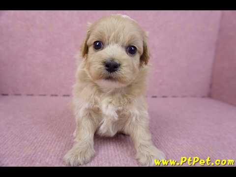 10/18馬爾泰迪公幼犬2號