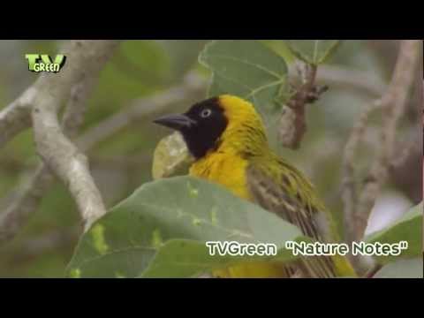 Birds in Kruger National Park