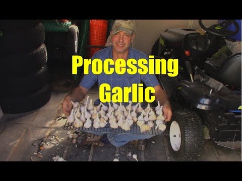 How to Process Garlic for Storage