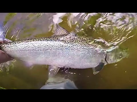 Where When & How To Catch Salmon In The River / Tips For SALMON FISHING IN MICHIGAN RIVERS