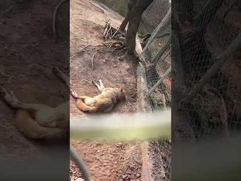 Lion And Other Animals