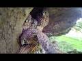 Kestrels First Cautious Flights Out Of Their Nest Apollo Athena Robert E Fuller