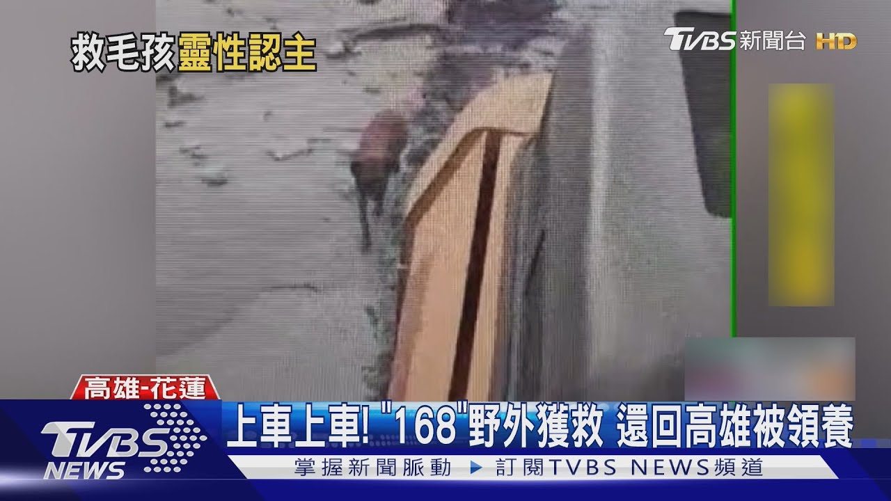 花蓮野外獲救！小狗「168」可愛撒嬌　高雄搜救隊幫找新家
