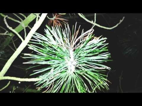 Sammal: Tähdelle kuolemaan (Official music video)