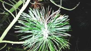 Sammal: Tähdelle kuolemaan (Official music video)