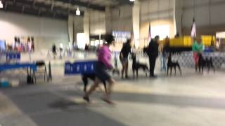 BIS GCH Van Orman&#39;s I Want It All wins Best of Breed 7/11/14 San Antonio, TX